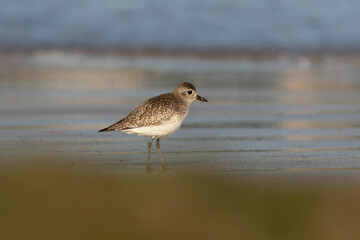 Grey plover on a beach in northern Spain