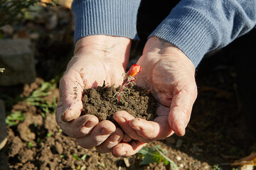 Senior woman's hands