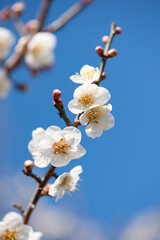 Obraz premium 晴天の白梅