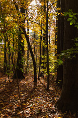 Beautiful golden autumn forest in Krakow, Poland, Natural Background