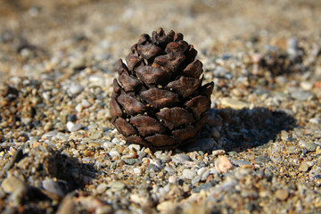pine cone on the sand