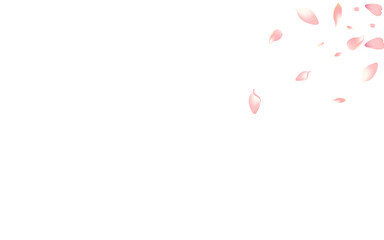 White Cherry Petal Vector White Background.