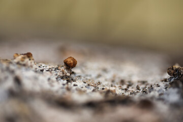 mushroom on the ground