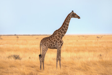 Giraffe walking in yellow grass on the Ethosa national park, Namibia