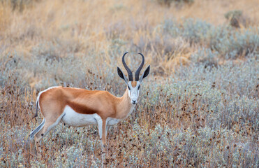 Black faced impala, Aepeceros melampus petersi in Ethosa National Park, Namibia