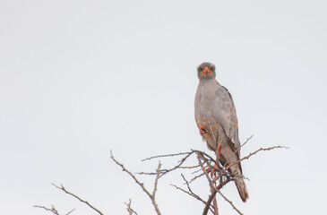 An African harrier-hawk, (Polyboroides typus) clings to a tree