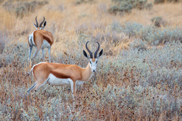 Black faced impala, Aepeceros melampus petersi in Ethosa National Park, Namibia