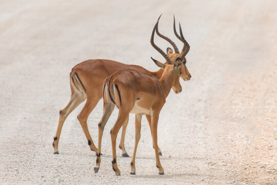 Black Faced Impala" Images – Browse 55,901 Stock Photos, Vectors, and Video  | Adobe Stock