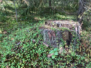 Fototapeta premium moss on the tree