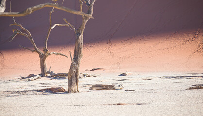 Dead trees in Dead Vlei - Sossusvlei, Namib desert, Namibia