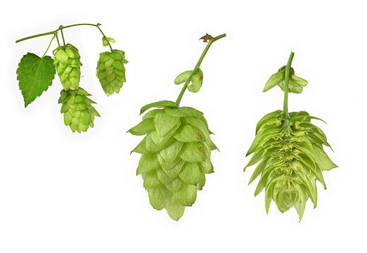 Hopfen (Humulus), Fruchtstand, weibliche Pflanze, Bildtafel, Deutschland