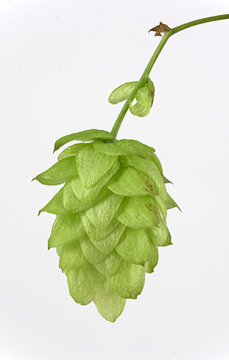 Hopfen (Humulus), Fruchtstand, weibliche Pflanze, Deutschland