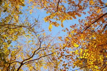 autumn leaves against sky