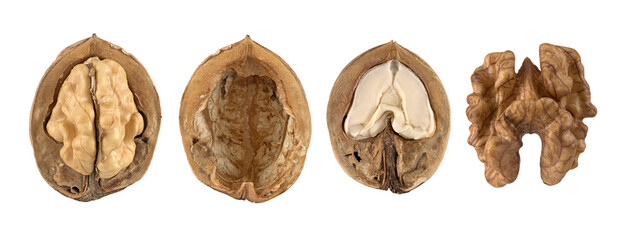 Echte Walnuss (Juglans regia), Frucht mit Hülle, ohne Hülle, geöffnet, Bildtafel, Vorderasien, Deutschland