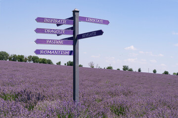 pointer to lavender field against blue sky