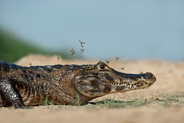 Close up of a Yacare caiman on a river bank