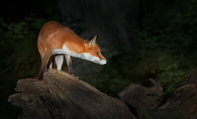 Red fox cub standing on a tree in forest