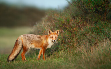 Close up of a playful Red fox standing near shrubs