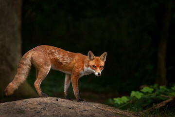 Red fox in a forest against dark background