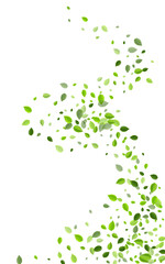Green Foliage Realistic Vector White Background.