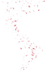 Pink Cherry Beauty Vector White Background. Fall