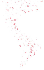 Fototapeta premium Pink Cherry Beauty Vector White Background. Fall