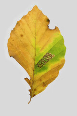 Unbestimmte Miniermotte , Rotbuche (fagus sylvatica), Blatt mit Herbstfärbung, Deutschland - obrazy, fototapety, plakaty
