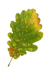 Eiche (Quercus robur), Blatt mit Herbstfärbung, Deutschland