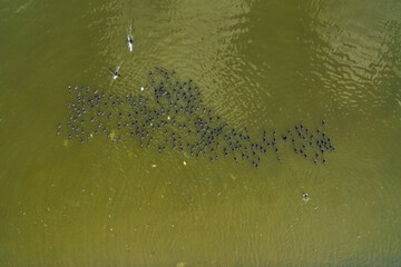 Flock of Great Cormorants Phalacrocorax carbo resting in calm water, Aerial view.