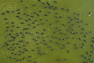 Flock of Great Cormorants Phalacrocorax carbo resting in calm water, Aerial view.