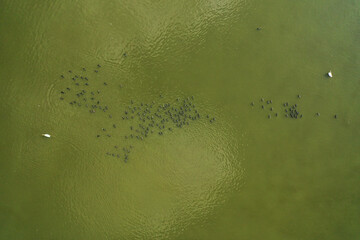 Flock of Great Cormorants Phalacrocorax carbo resting in calm water, Aerial view.