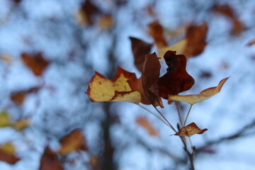 Last autumn leaves on the tree