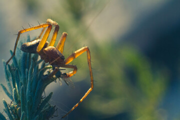 spider on a leaf