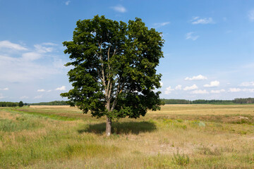 one tree growing in the summer in the field