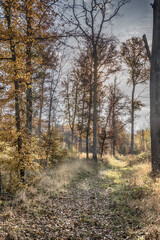 Fototapeta premium autumn in the forest