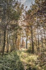 Fototapeta premium path in autumn forest