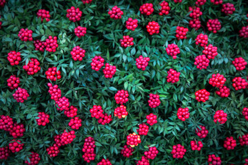 Christmas background with Red Kokina Flower, Top view