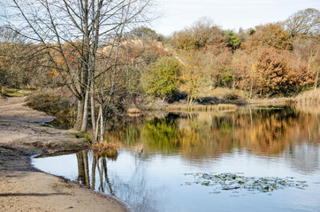 Solitary tree reflecting in a tranquil lake in the dunes of Zuid-Kennemerland national park near Haarlem, The Netherlands