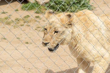 lioness locked behind a stressed berja (Panthera leo)