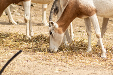 long-horned gazelle in semi-freedom in pasture (horned oryx)