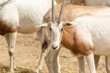 long-horned gazelle in semi-freedom in pasture (horned oryx)