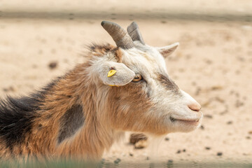 common goat in semi-freedom in a well-off enclosure