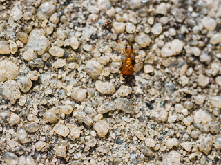Ant on the ground