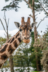 Portait of Rothschild's girrafe female