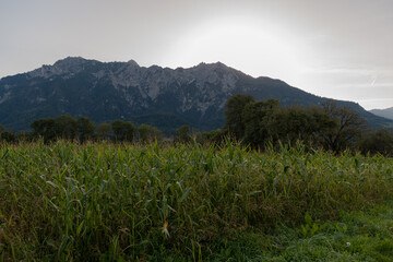 Obraz premium Schaan, Liechtenstein, September 25, 2021 Corn field in the early morning