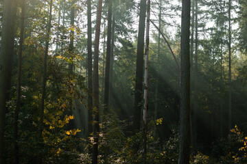 Obraz premium misty morning in the forest