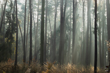 Obraz premium sun rays in the foggy forest