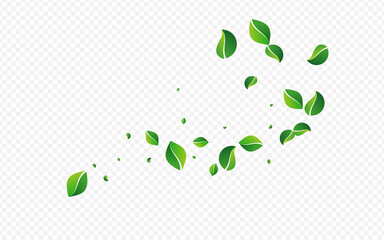 Forest Greens Herbal Vector Transparent