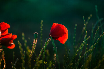 poppy in the field