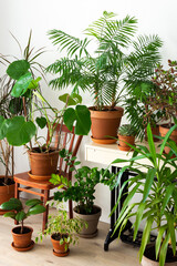 The unity of nature and people, home green plants in brown clay pots in the corner of the room near the window, an old sewing machine with flowers, biophilic design